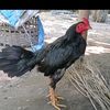 user4802907590685