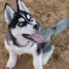 dalildwndqg