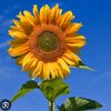 sunflowerwebkbk