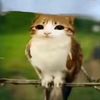 whattheskibidiw