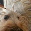rohan_p12345