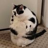 dildo_cat