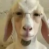 petecoisherecall911