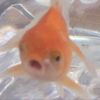 nugget1431