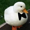 pato_8451