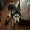 lulupote_140