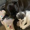 cuddlebugkoda