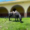 bailes_rancher0s