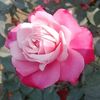 mis.sumi.akther8
