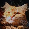 farah_79626