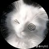 cute_cat.meow2