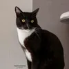 lifeofshadow_official