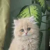 lea_d6y
