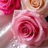 naseeha63