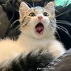 www.tiktok.solikin