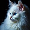 ayesha.tanveer543