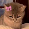fariya.akhter927