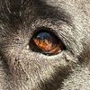 1luna.labrador1