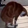 catozlicke.2025