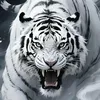 tiger.siberias9x