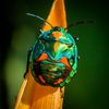 bugcore.tv