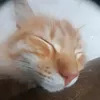 alexzz01_