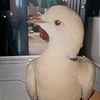 patitos596