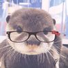 ferrets_kinah