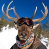 dustin.the.elk