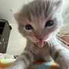 kittycats_meow1
