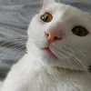 guuii050