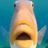 fish58582