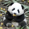 pandafamily95