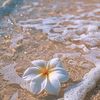 daulah_09