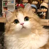 ngc.chn.cute