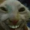 zt_l099
