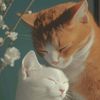 amna.ghaffar0