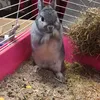 rabbit.owner4