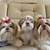 amor de shihtzu🐾🤎