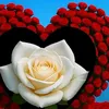 user24039710667968
