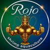 alanwar_rojo_shrimp