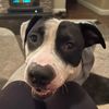 dogmom974
