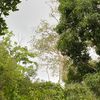 antoniobudhram
