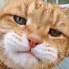 catgoturtung622