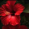 rami06582