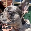 frenchiececred