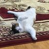 mangolover592