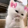 firaaja_52