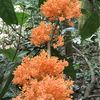 pajarlubis