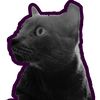kittygang1231